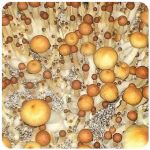 Псилоцибиновые (галлюциногенные) грибы в Жигулёвске Psilocybin "Golden Teacher" Псилоцибиновые (галлюциногенные) грибы в Жигулёвске Psilocybin "Golden Teacher"