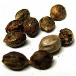 Семена марихуаны АК-47  (Seeds AK-47) в Жигулёвске